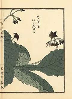 Yamada: Iwatabako, Conandron ramondioides