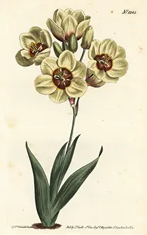 Maculata: Ixia abbreviata
