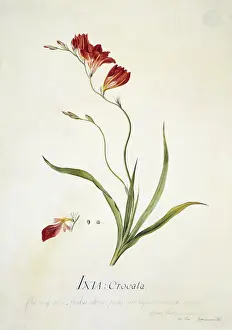 Iridaceae: Ixia crocata L. saffron coloured ixia