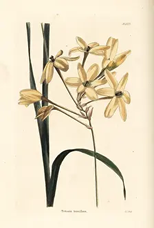 Paniculata: Ixia paniculata