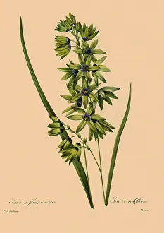 Ixia: Ixia viridiflora