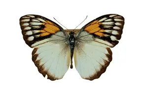 Pieridae: Ixias reinwardti