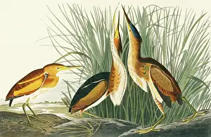 Bittern: Ixobrychus exilis, least bittern