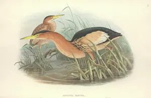 Pelecaniformes: Ixobrychus minutus, little bittern