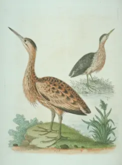 Booming: Ixobrychus minututs, little bittern, Botaurus stellaris, Eur
