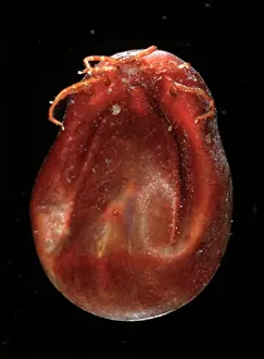 Bodied: Ixodes ricinus, sheep tick