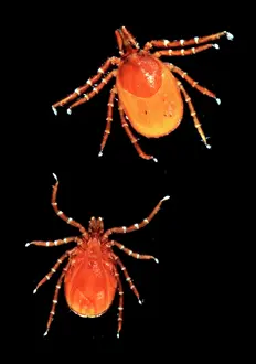 Bodied: Ixodes ricinus, sheep tick
