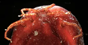Bodied: Ixodes ricinus, tick