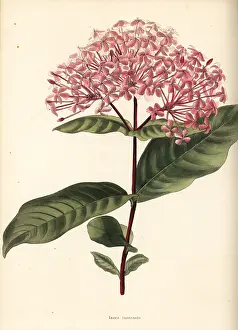 Incarnata: Ixora chinensis