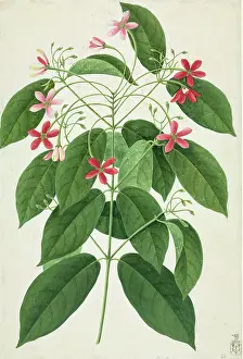Rubiaceae: Ixora sp