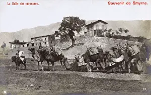 Izmir: Izmir, Turkey - A Camel Caravan takes a rest