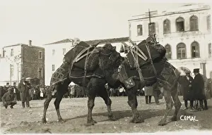 Smyrne: Izmir, Turkey - A Camel fight