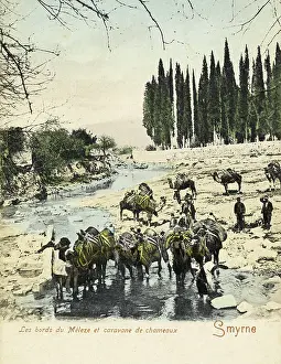 Smyrne: Izmir, Turkey - Camel Train drinking