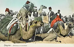 Smyrne: Izmir, Turkey - Camels and Camel Drivers