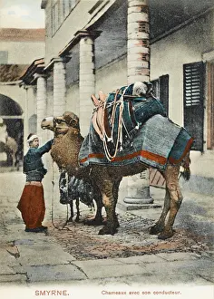 Smyrne: Izmir, Turkey - A Fine Camel
