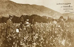 Smyrne: Izmir, Turkey - Opium Cultivation
