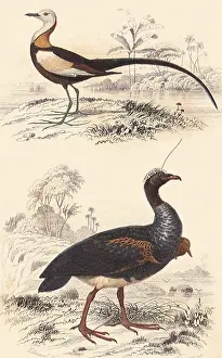 Cornuta: A Jacana and an Anhima