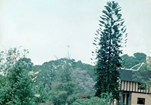 Kalaw: Jacaranda and Deodar trees - Rangoon