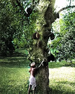 Jackfruit: Jack Fruit tree, India