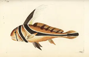 Lanceolatus: Jack knife-fish, Equetus lanceolatus