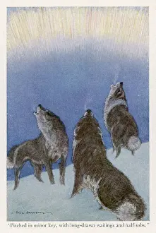 Borealis: JACK LONDON/CALL OF WILD