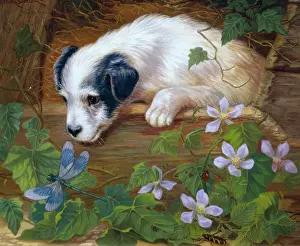 Denby: Jack Russell Puppy looking at a Dragonfly