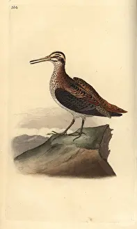 Minimus: Jack snipe, Lymnocryptes minimus