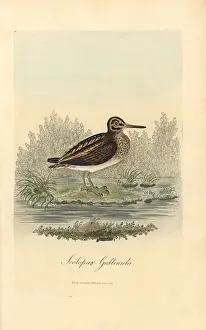 Minimus: Jack snipe, Lymnocryptes minimus