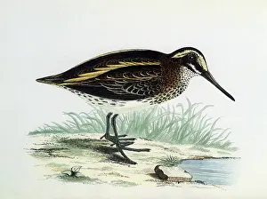 Minimus: Jack Snipe, Lymnocryptes minimus