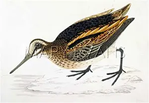 Gallinago: JACK SNIPE (MORRIS)
