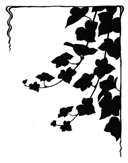Bobbity: Jack Sparrow looking for moths in the ivy