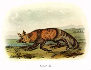 Audubon: Jackall FoX