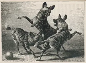 Jackal: JACKALS PLAYING 1879