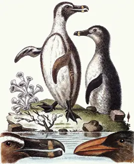 Jackass: Jackass Penguins, Spheniscus demersus