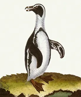 Martinet: Jackass Penguins, Spheniscus demersus