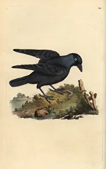 Jackdaw: Jackdaw, Corvus monedula, with worm