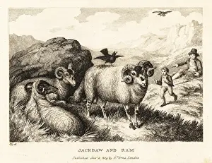 John Gay: A jackdaw sings on the back of a ram