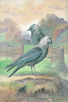 Rankin: Jackdaws
