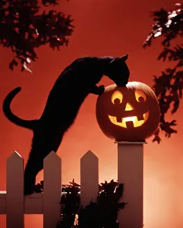 Halloween: Jack'O'Lantern & Black Cat