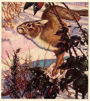 Thicket: Jackrabbit Leaping