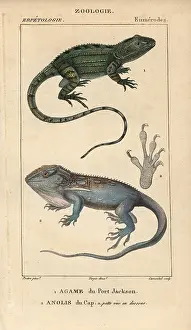 Jacky: Jacky lashtail, Amphibolurus muricatus, and