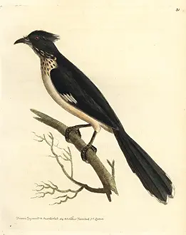 Elford: Jacobin cuckoo, Clamator jacobinus