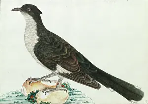 Himalayas: Jacobin Cuckoo, Clamator jacobinus