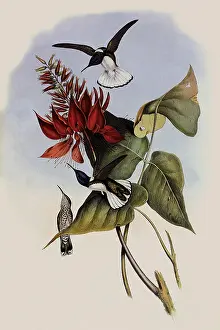 Jacobin: Jacobin, Florisuga Mellivora