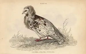 Prideaux: Jacobin pigeon, Columba cucullata Jacobina, fancy pigeon