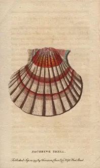 1798 1802: Jacobine shell or scallop, Pectens or Escallops