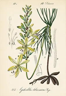Schlechtendal: Jacob's rod, Asphodeline liburnica