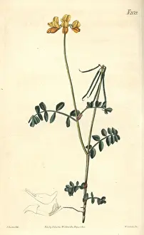 Minima: Jacquin's least coronilla, Coronilla minima