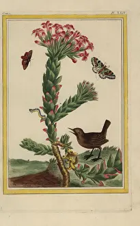 Ovata: Jade plant, Crassula ovata