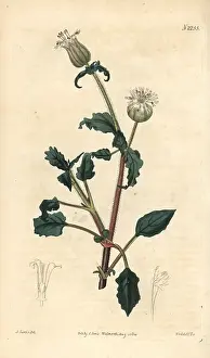 Jagged: Jagged flowered catchfly, Oberna lacera